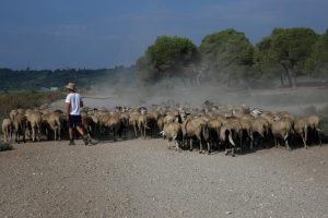 Στήριξη 9 σχεδόν εκ. ευρώ προς κτηνοτρόφους, ενέκρινε το Υπουργικό Συμβούλιο