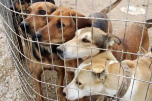 Ενίσχυση τοπικών αρχών για υποστατικά προσωρινής φύλαξης αδέσποτων σκύλων, ενέκρινε το Υπουργικό