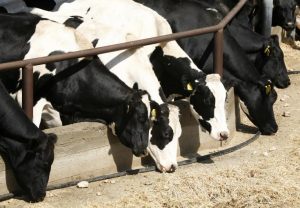 Κυπριακό πρόγραμμα στήριξης κτηνοτρόφων που πλήττονται από την πανδημία ενέκρινε η Κομισιόν