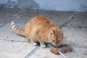 Το παγκύπριο σχέδιο στείρωσης αδέσποτων γάτων συζήτησε η Επιτροπή Περιβάλλοντος￼