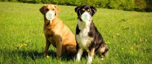 Πρόταση νόμου για αύξηση τιμών εγγραφής σκύλων-Χάνουν χρήματα οι Τοπικές Αρχές