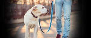 Πιο αποτελεσματική εφαρμογή του νόμου για τους σκύλους με νομοσχέδιο που ενέκρινε το Υπουργικό, λέει το Υπ. Γεωργίας
